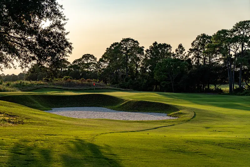 Golden hour light across a fairway and bunker lined with tall pines